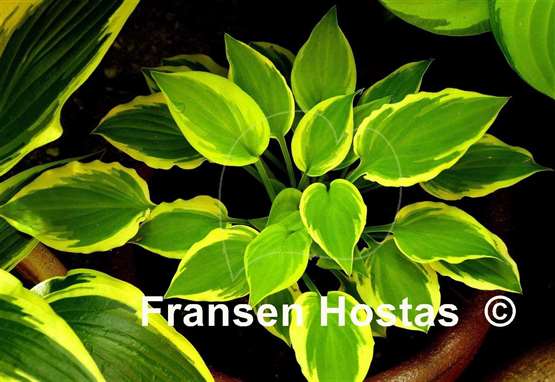 Hosta Verna Jean